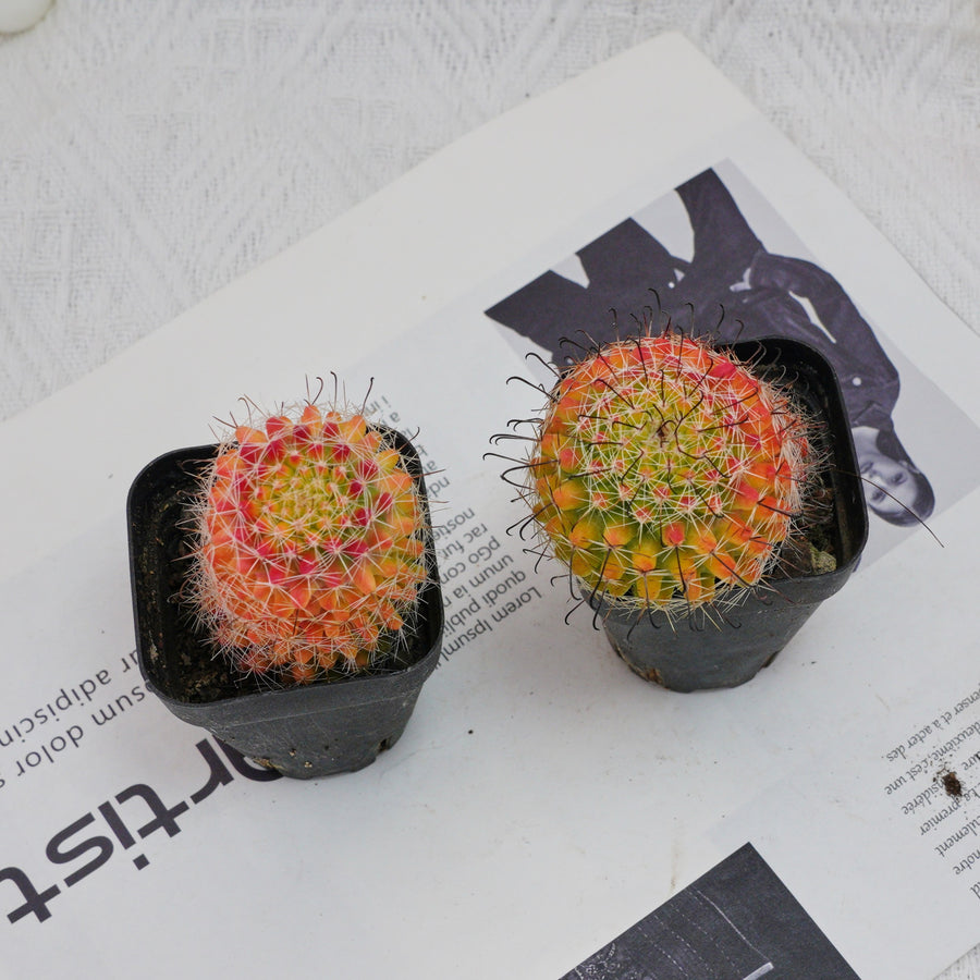 3'' Mammillaria Jaliscana Red, Rare Live Succulent Plants