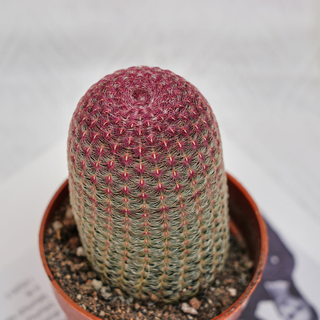 4'' Echinocereus Rigidissimus, Rare Live Succulent Plants