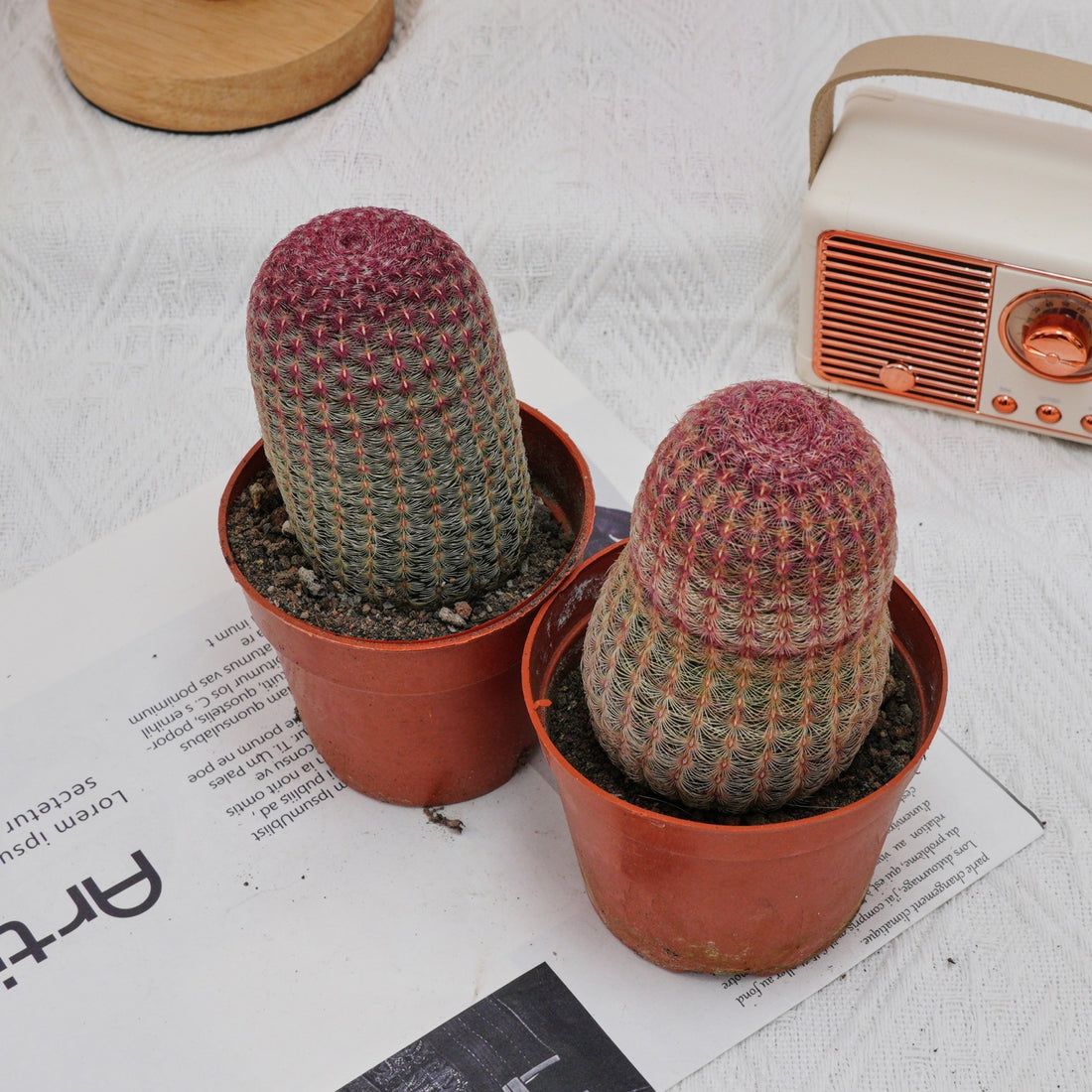 4'' Echinocereus Rigidissimus, Rare Live Succulent Plants