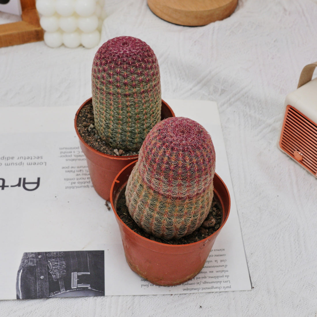 4'' Echinocereus Rigidissimus, Rare Live Succulent Plants