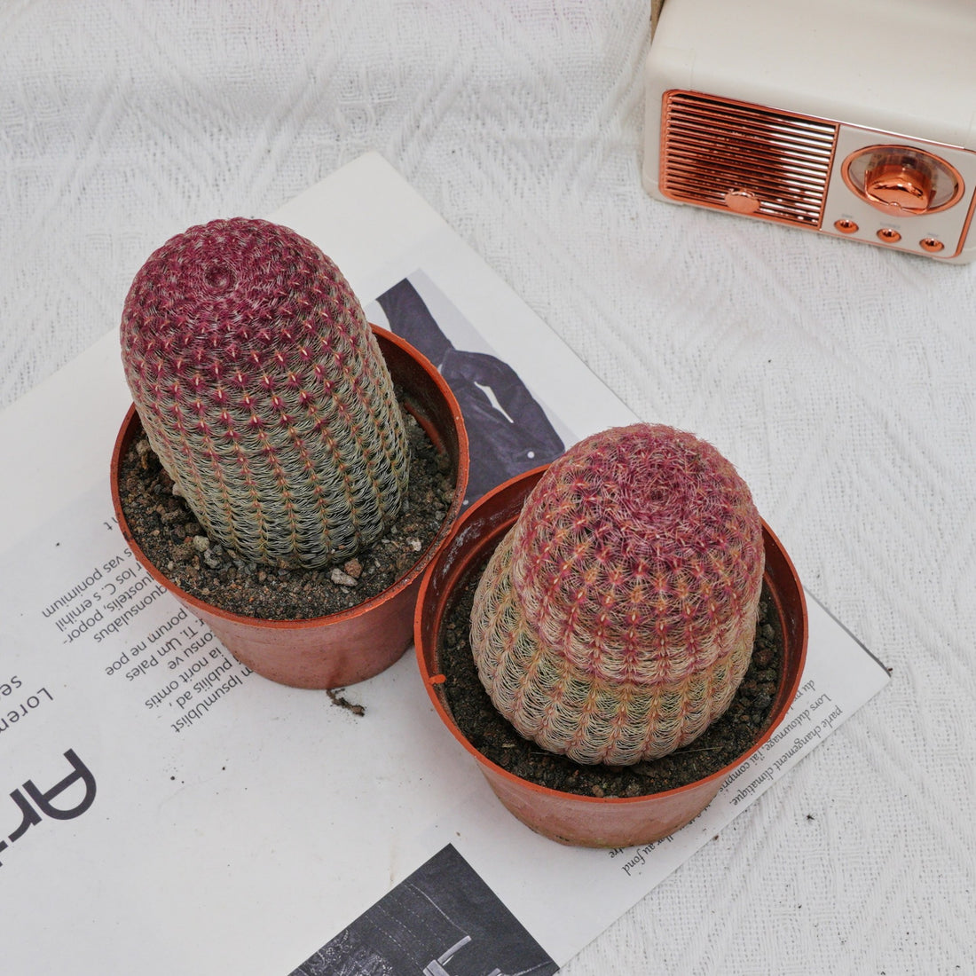 4'' Echinocereus Rigidissimus, Rare Live Succulent Plants