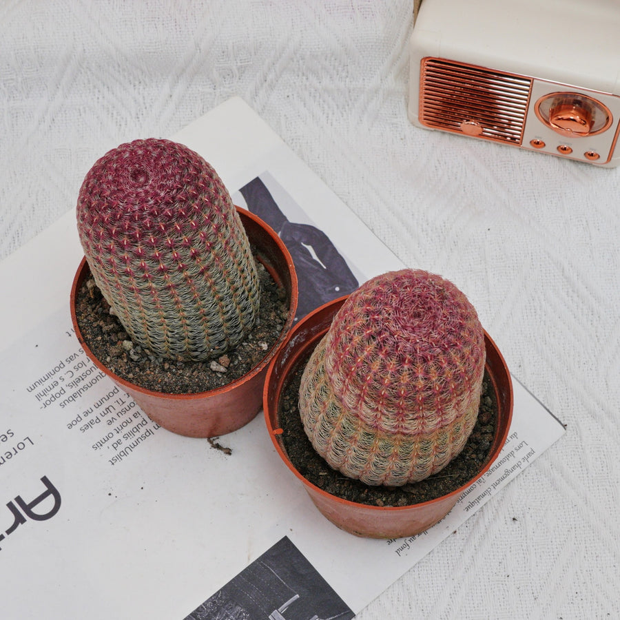 4'' Echinocereus Rigidissimus, Rare Live Succulent Plants