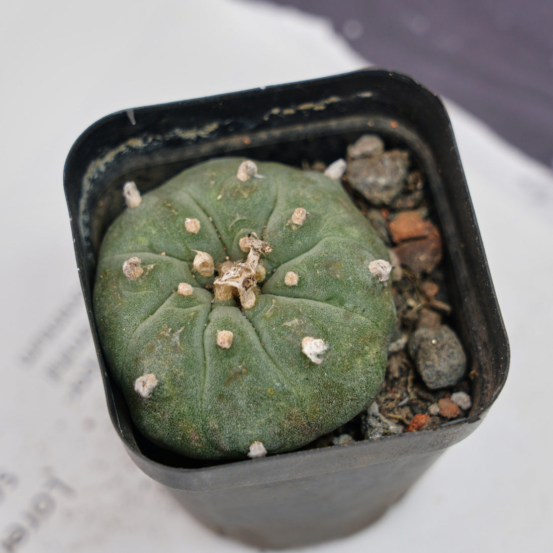 3'' Echeveria Perle Von Nurnberg, Rare Live Succulent Plants