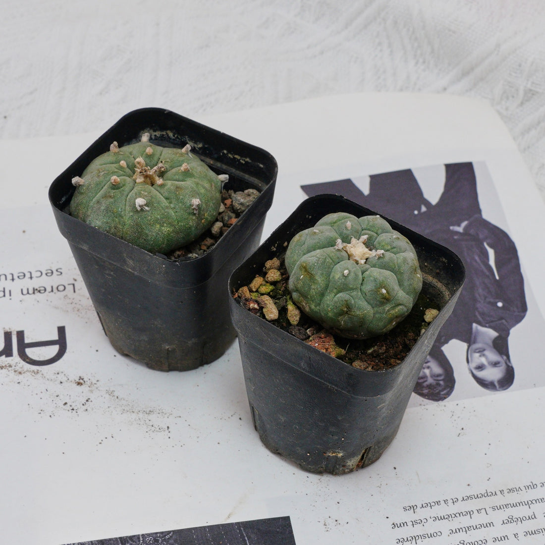 3'' Echeveria Perle Von Nurnberg, Rare Live Succulent Plants