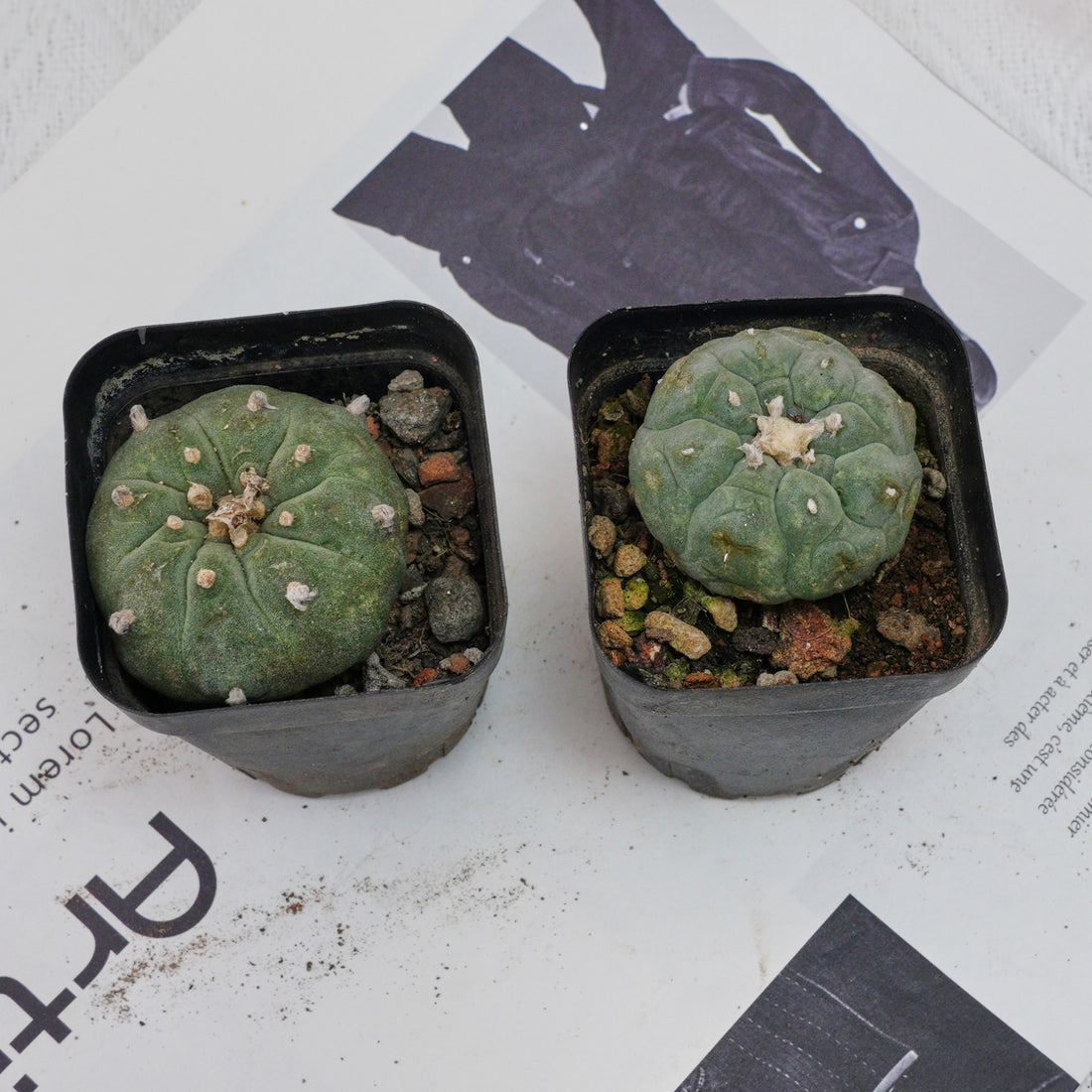 3'' Echeveria Perle Von Nurnberg, Rare Live Succulent Plants