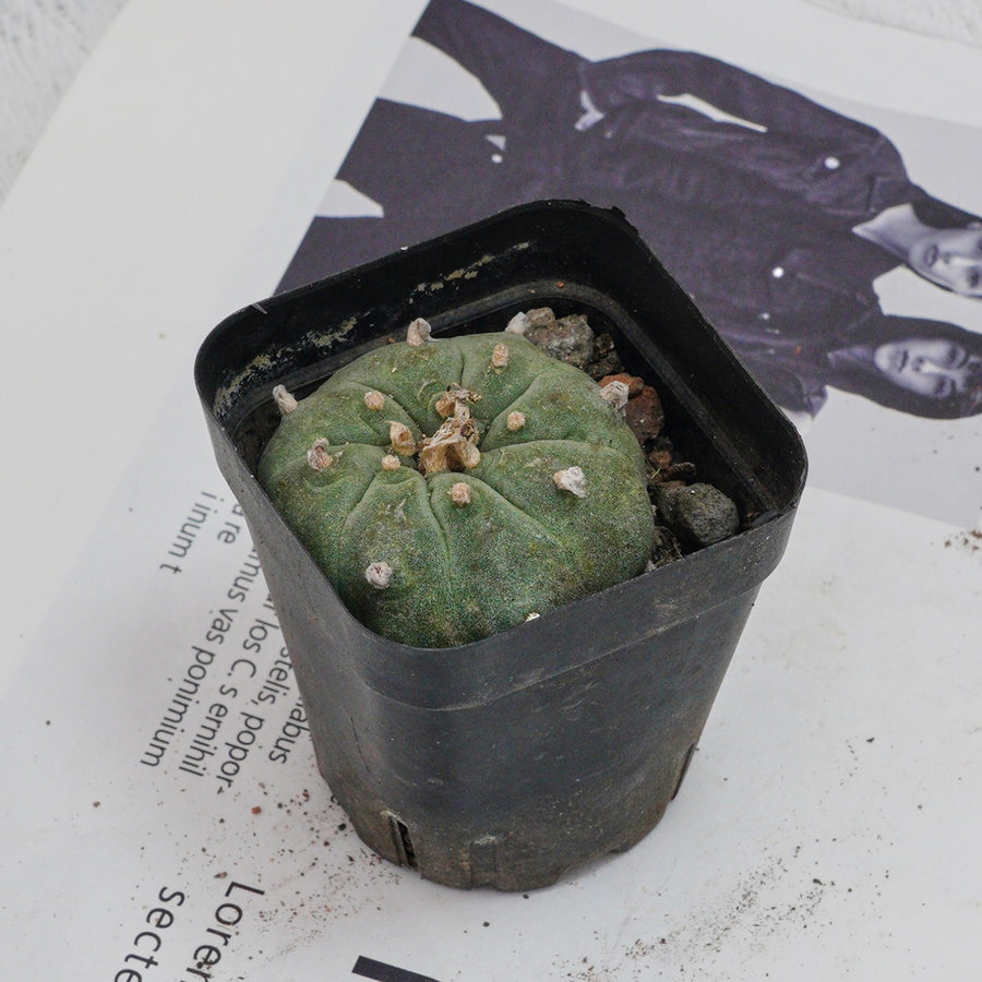 3'' Echeveria Perle Von Nurnberg, Rare Live Succulent Plants