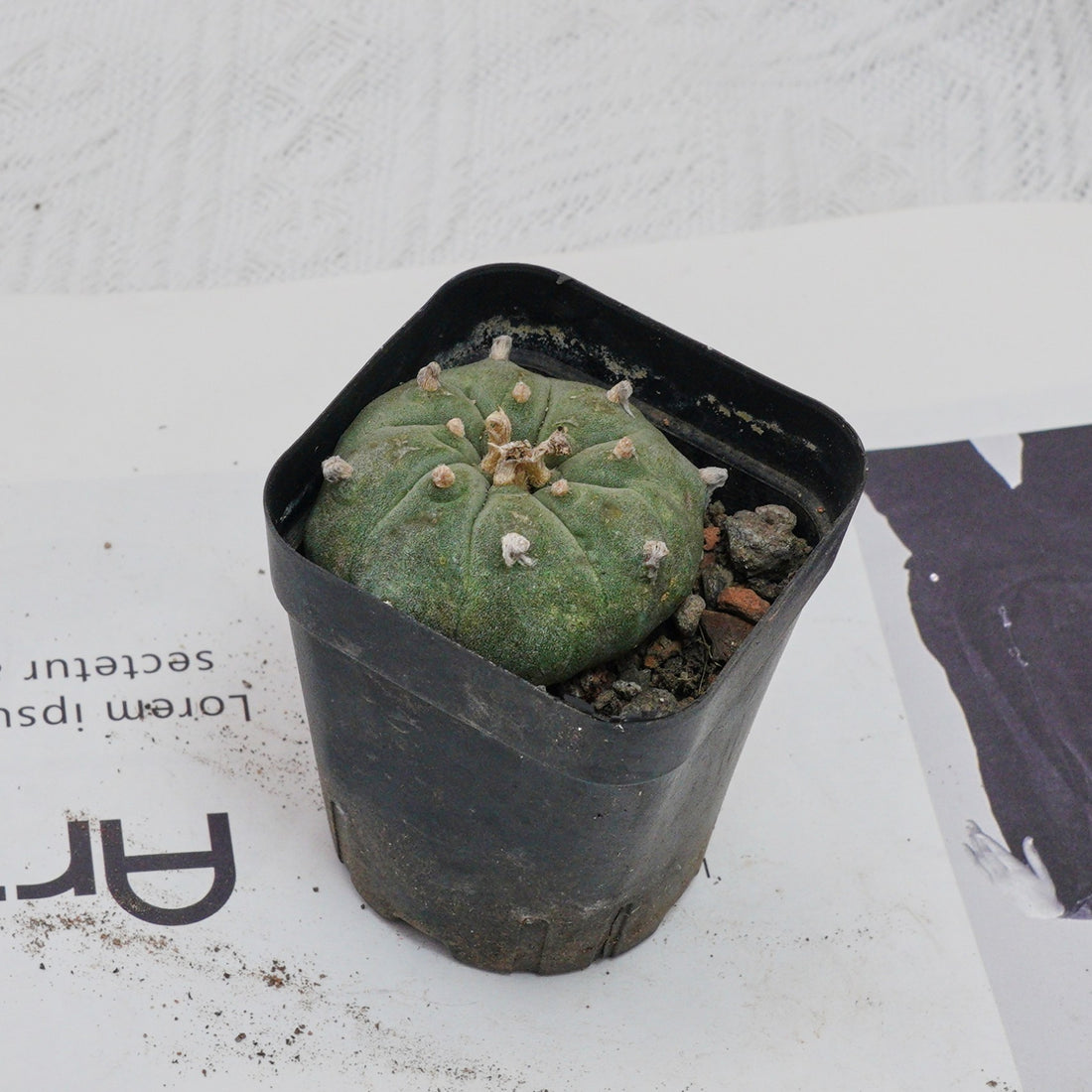 3'' Echeveria Perle Von Nurnberg, Rare Live Succulent Plants