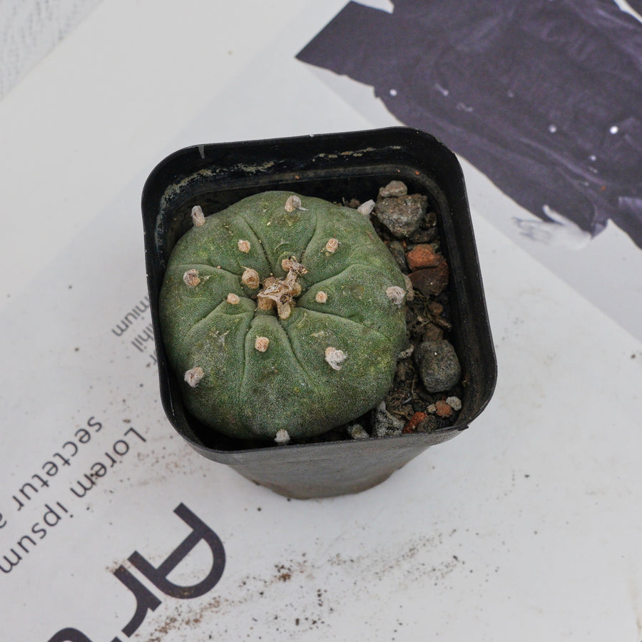 3'' Echeveria Perle Von Nurnberg, Rare Live Succulent Plants