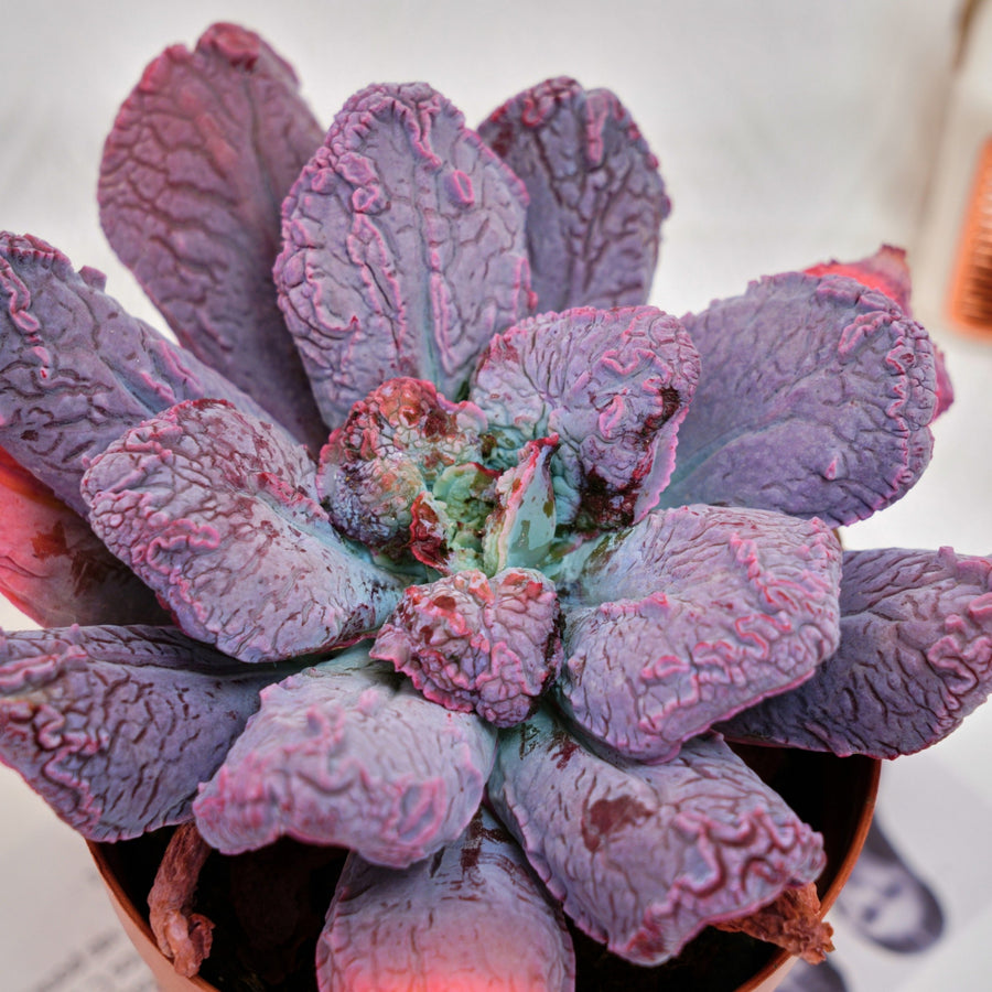 5'' Echeveria Linguas, Rare Live Succulent Plants