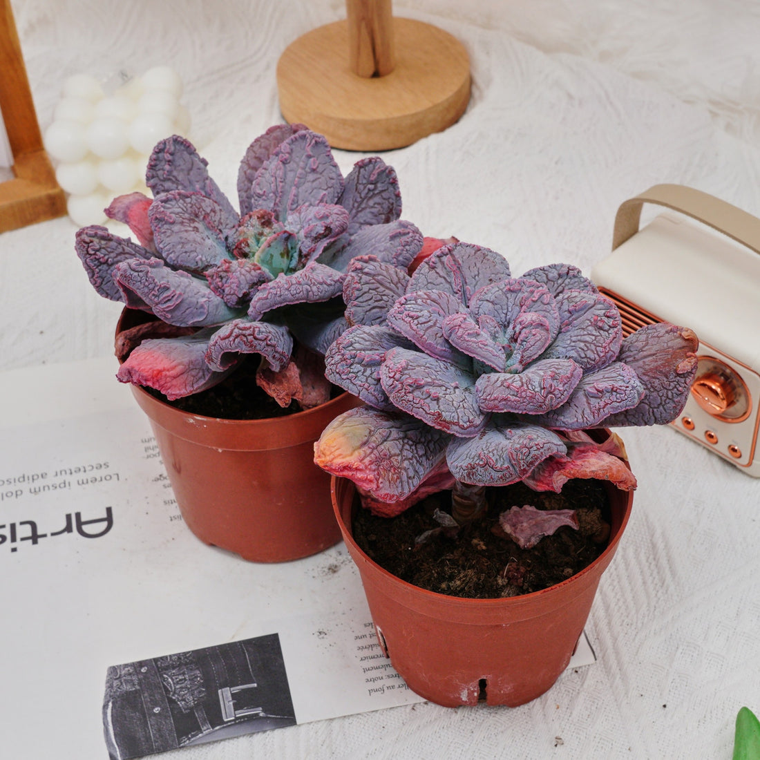 5'' Echeveria Linguas, Rare Live Succulent Plants