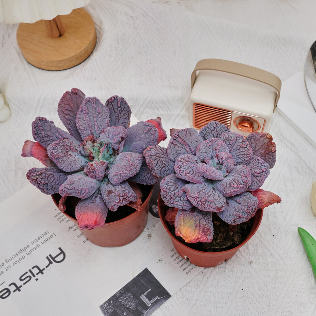 5'' Echeveria Linguas, Rare Live Succulent Plants
