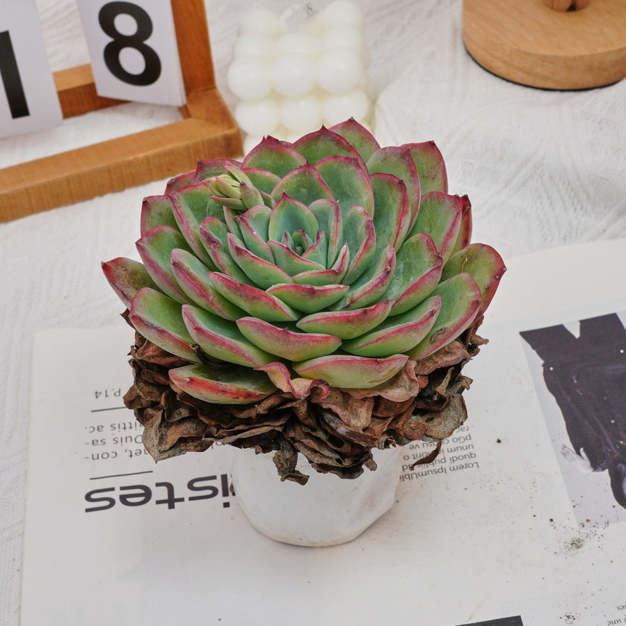 morning dew succulent 5'' Echeveria Morning Dew, Rare Live Succulent Plants