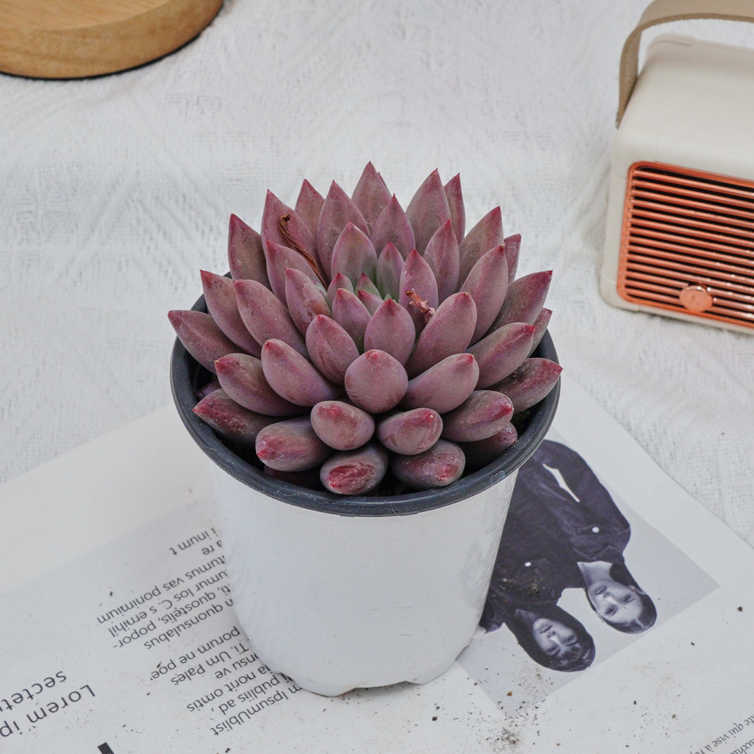4'' Echeveria Cherry, Rare Live Succulent Plants