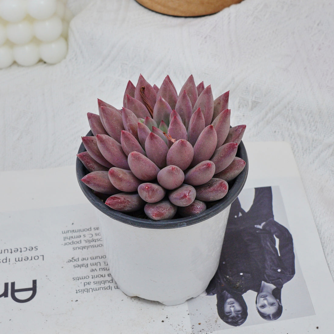4'' Echeveria Cherry, Rare Live Succulent Plants