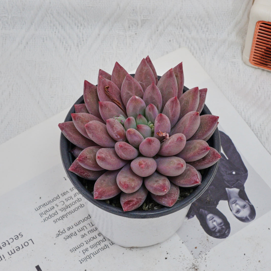 4'' Echeveria Cherry, Rare Live Succulent Plants