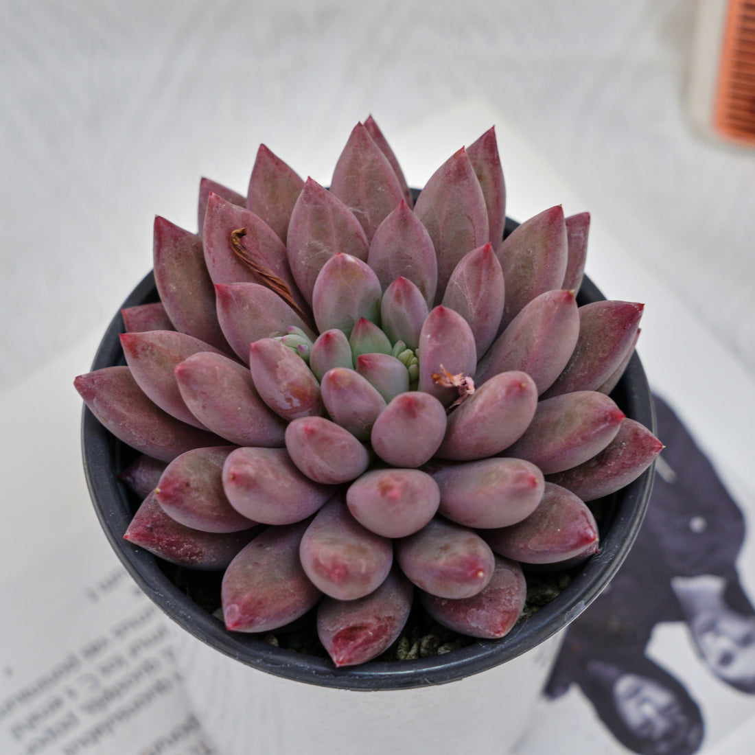 4'' Echeveria Cherry, Rare Live Succulent Plants