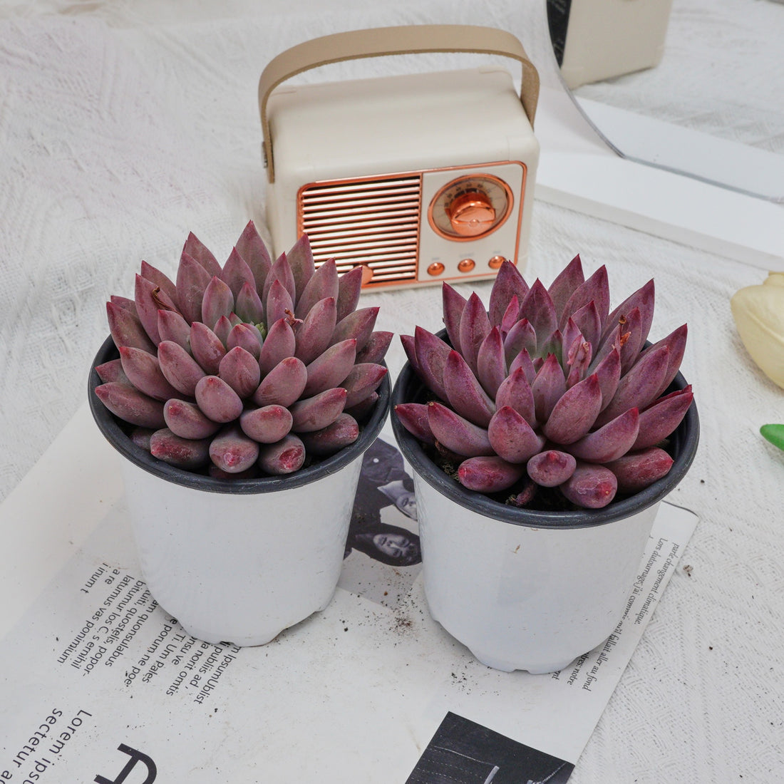 4'' Echeveria Cherry, Rare Live Succulent Plants