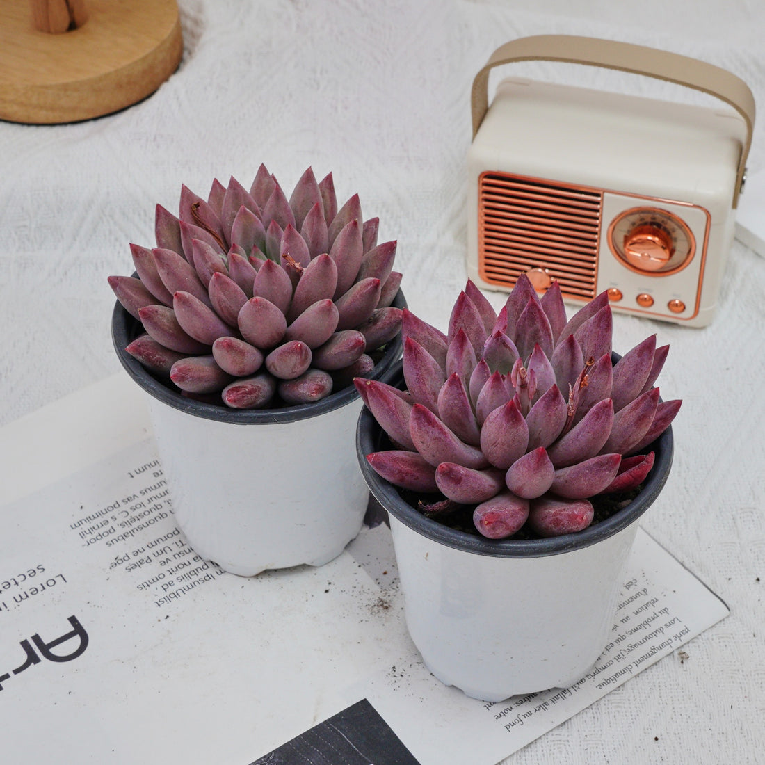 4'' Echeveria Cherry, Rare Live Succulent Plants