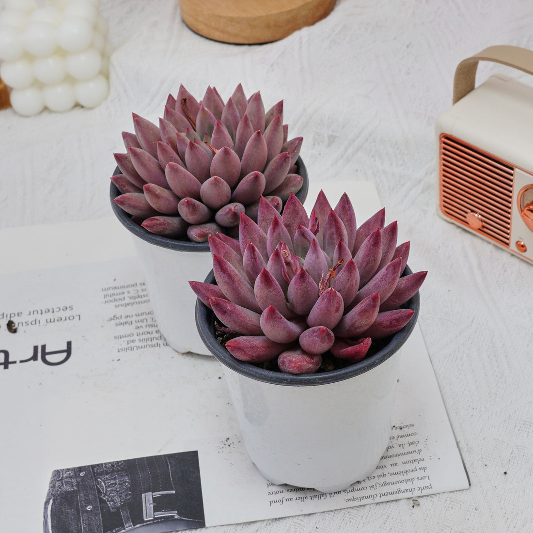 4'' Echeveria Cherry, Rare Live Succulent Plants