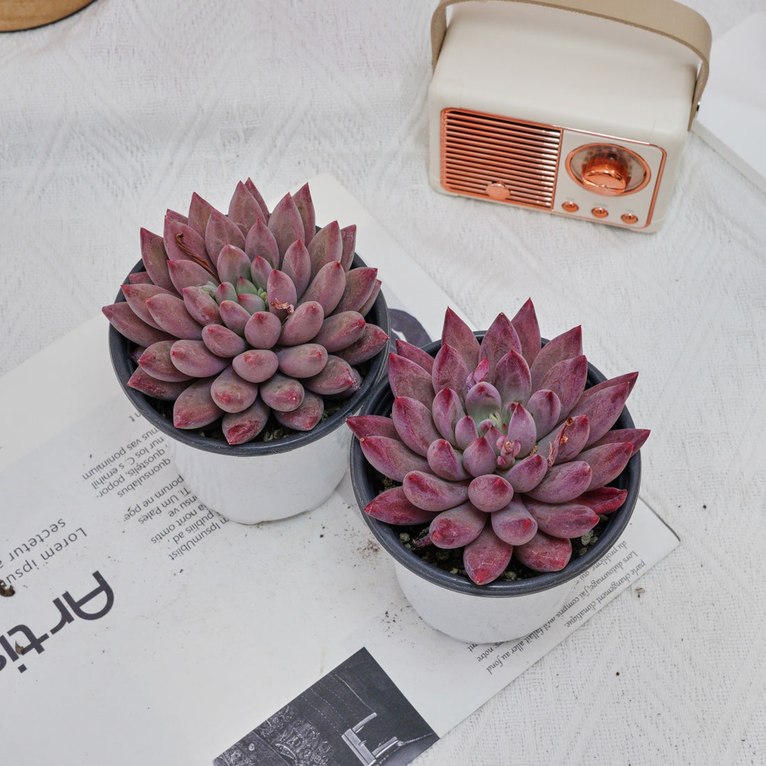 4'' Echeveria Cherry, Rare Live Succulent Plants