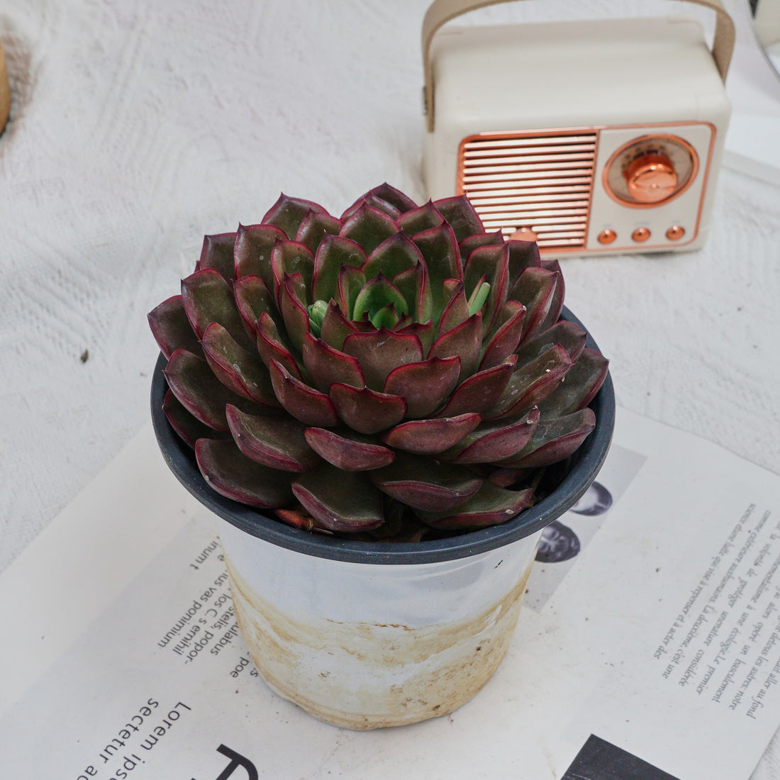 5'' Echeveria Black Feather, Rare Live Succulent Plants