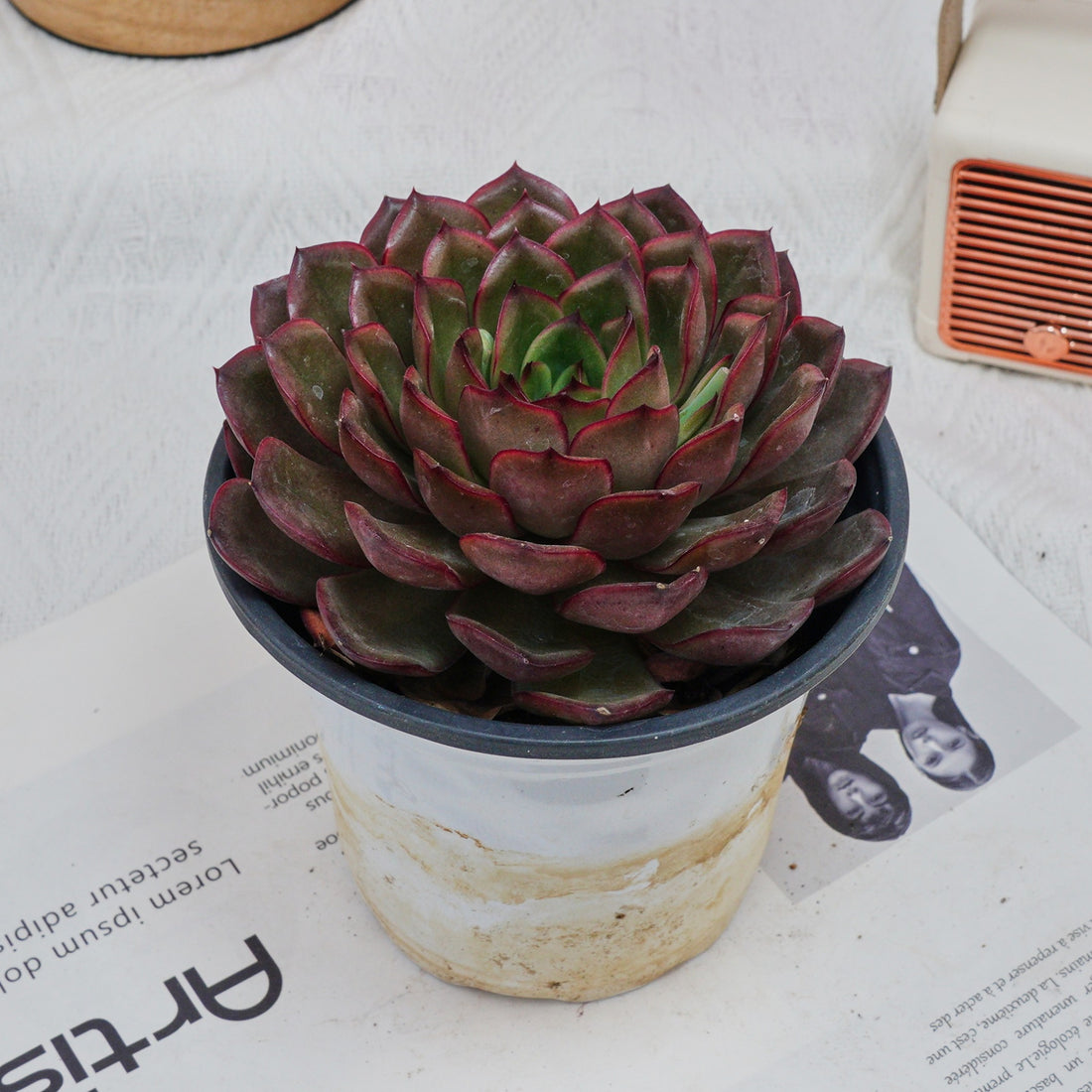 5'' Echeveria Black Feather, Rare Live Succulent Plants