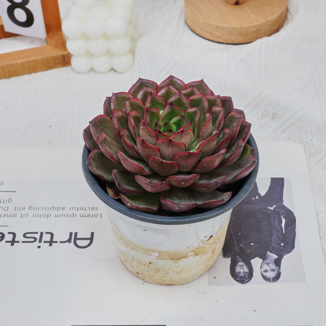 5'' Echeveria Black Feather, Rare Live Succulent Plants