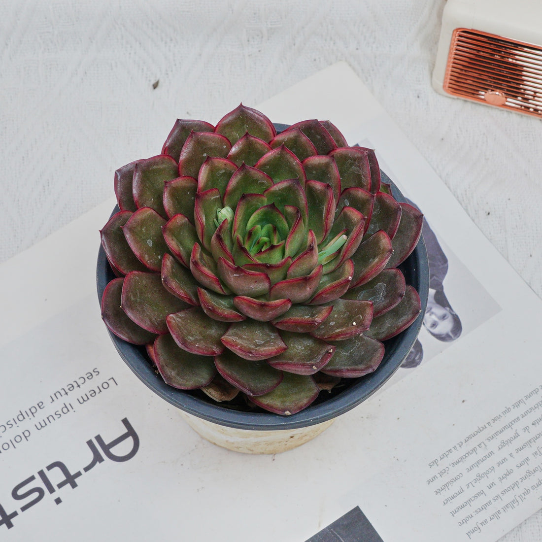 5'' Echeveria Black Feather, Rare Live Succulent Plants