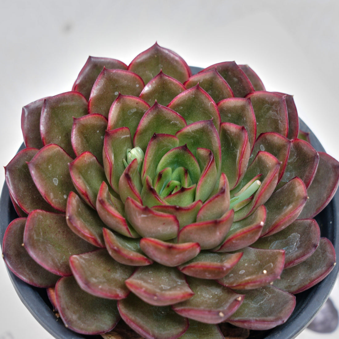 5'' Echeveria Black Feather, Rare Live Succulent Plants