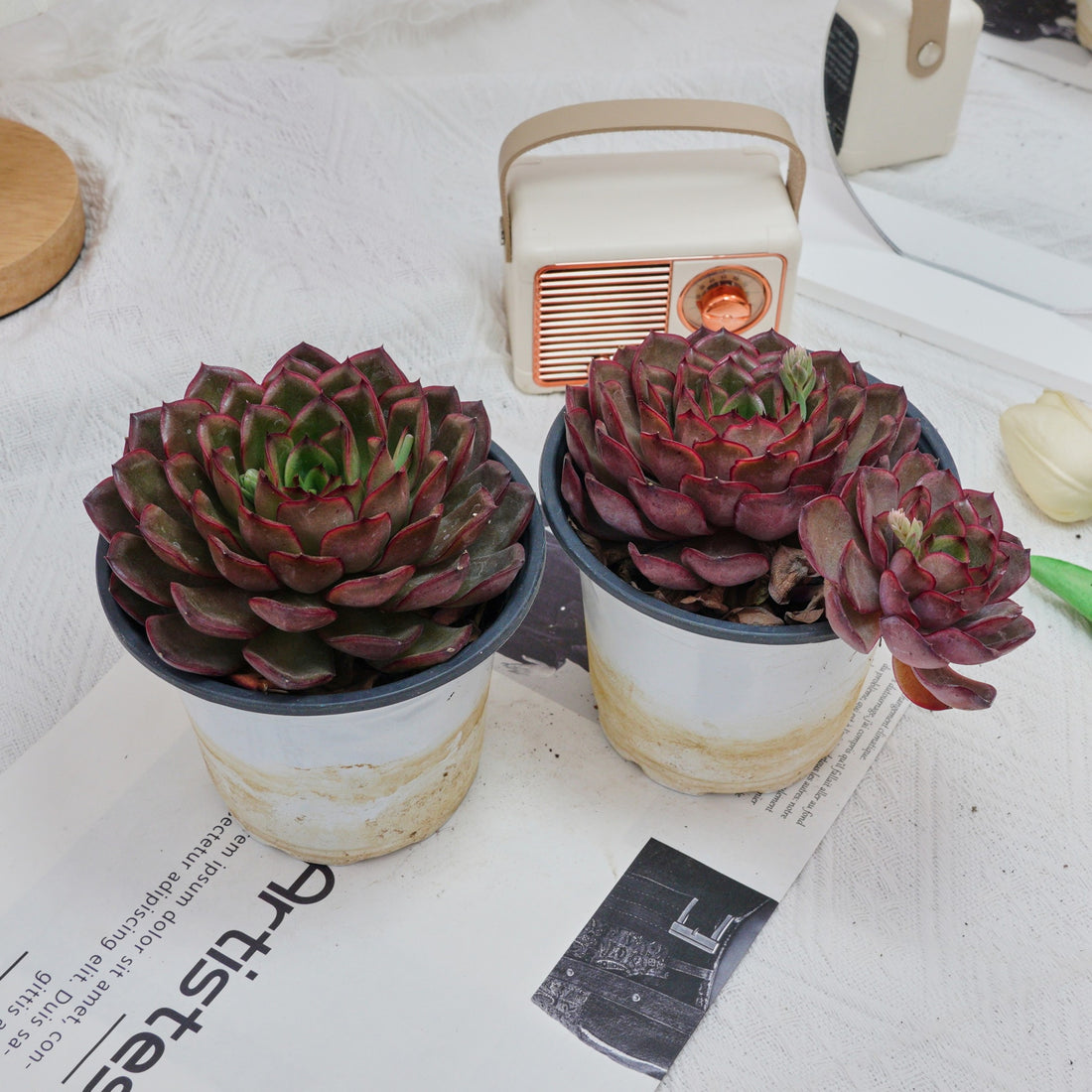 5'' Echeveria Black Feather, Rare Live Succulent Plants