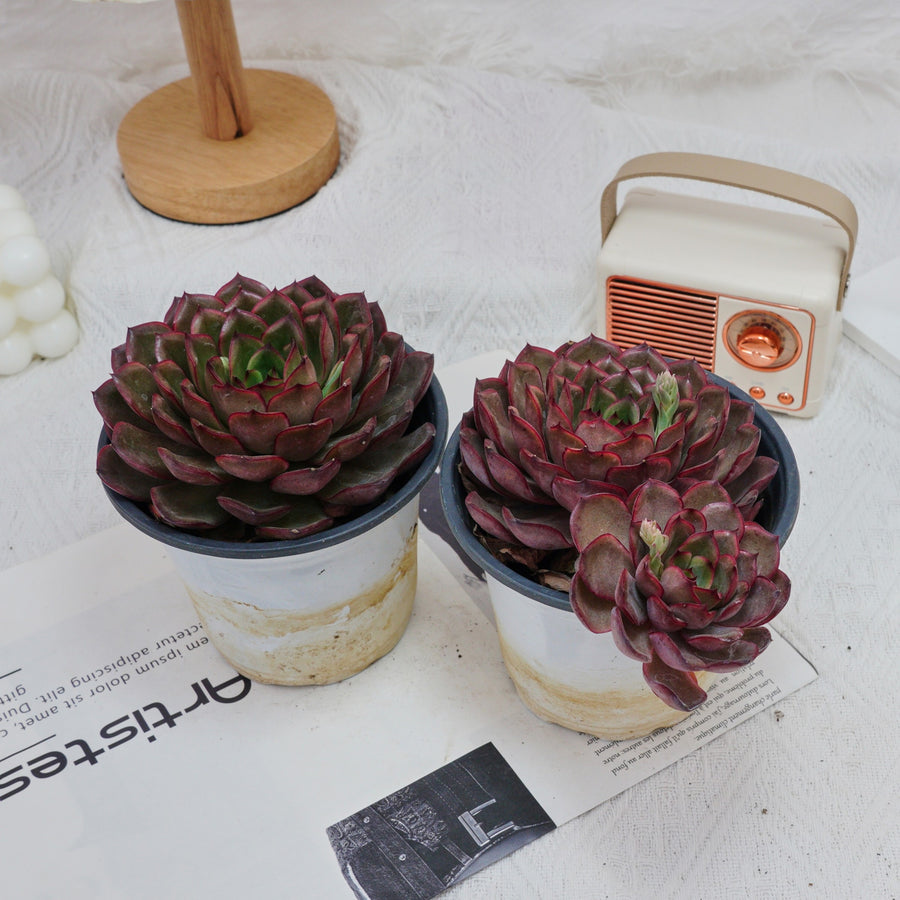 5'' Echeveria Black Feather, Rare Live Succulent Plants
