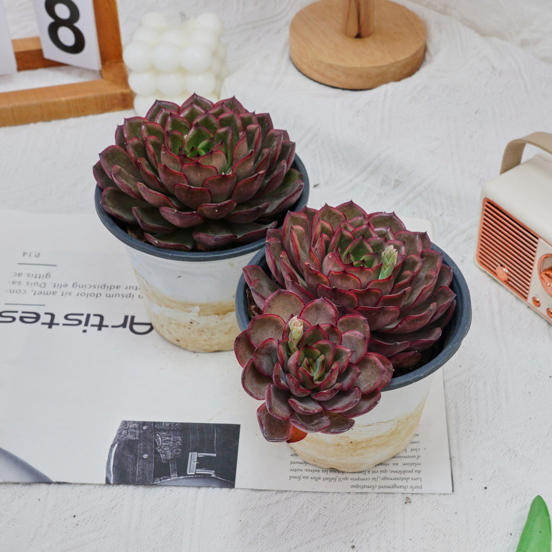 5'' Echeveria Black Feather, Rare Live Succulent Plants