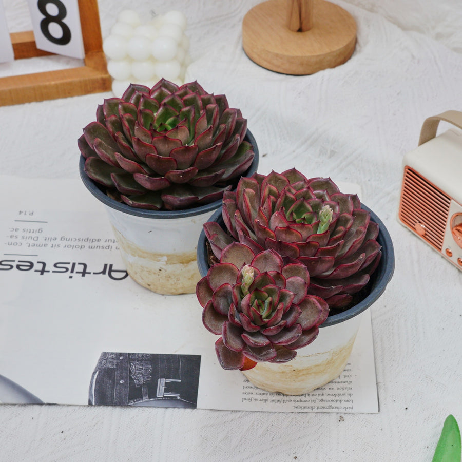 5'' Echeveria Black Feather, Rare Live Succulent Plants