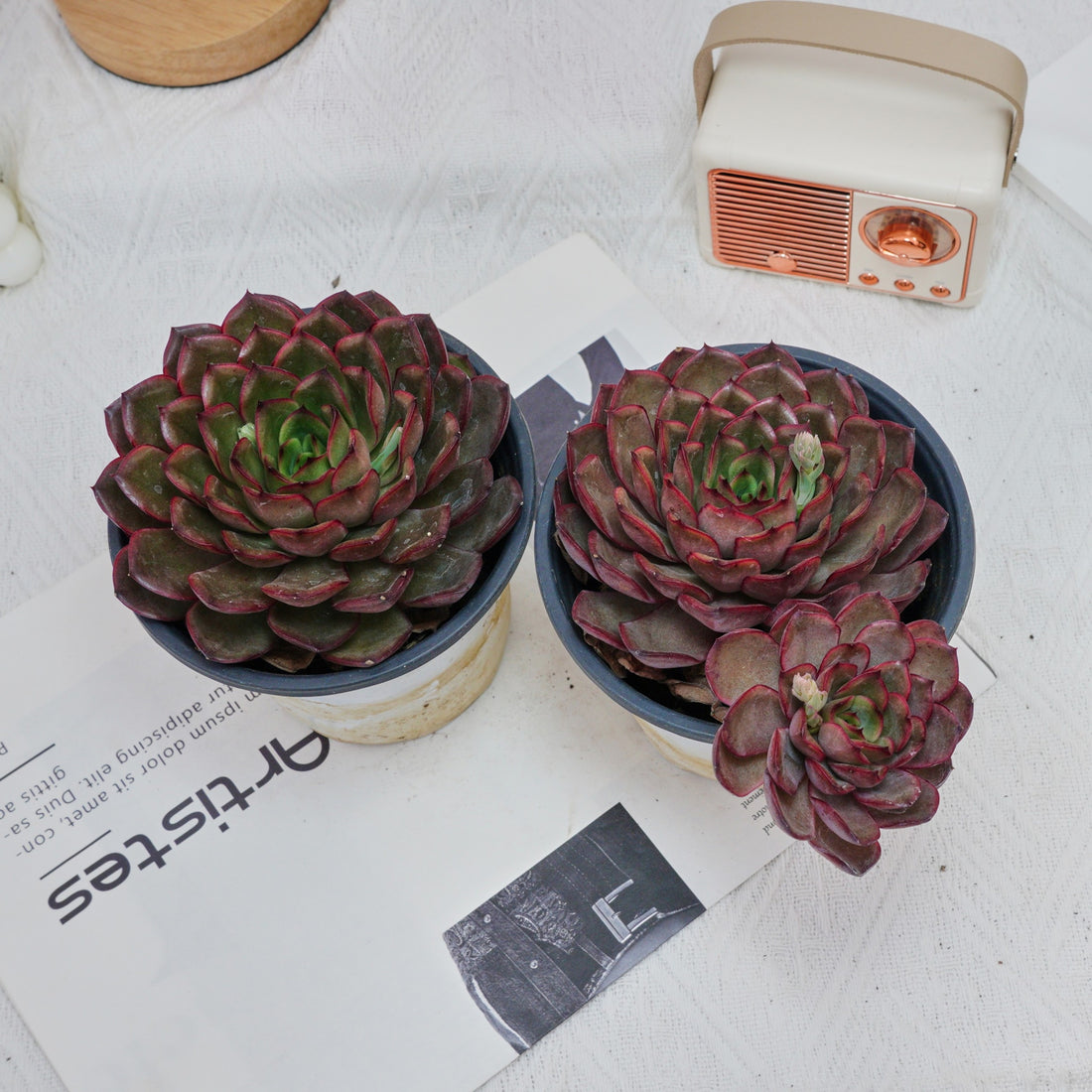 5'' Echeveria Black Feather, Rare Live Succulent Plants