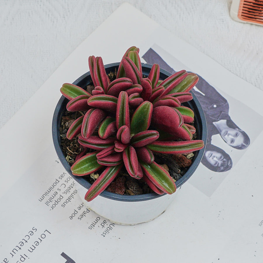 red peperomia succulent 4'' Peperomia Graveolens, Rare Live Succulent Plants – cocosucculent