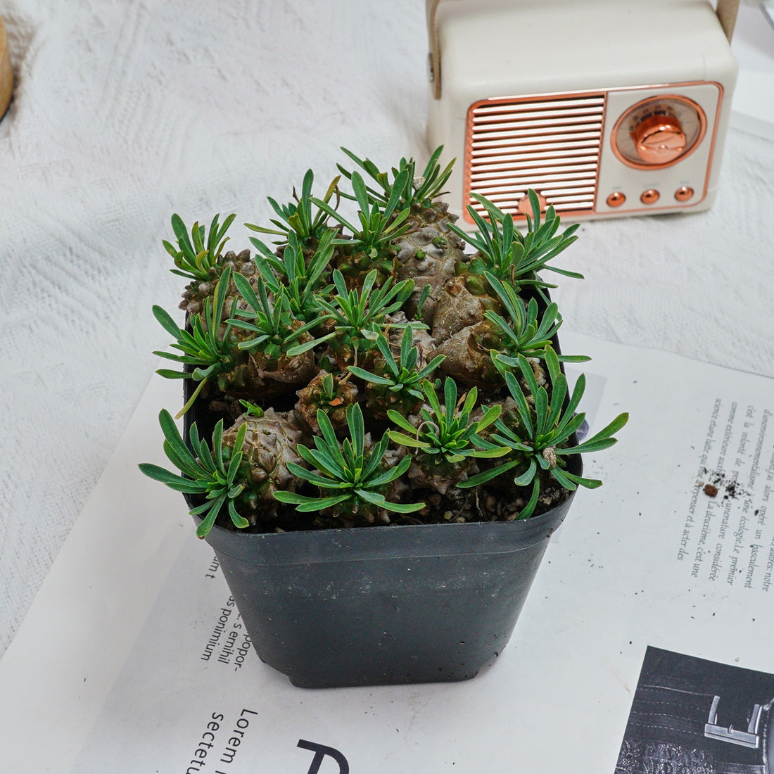 5'' Euphorbia Inermis Mill, Rare Live Succulent Plants