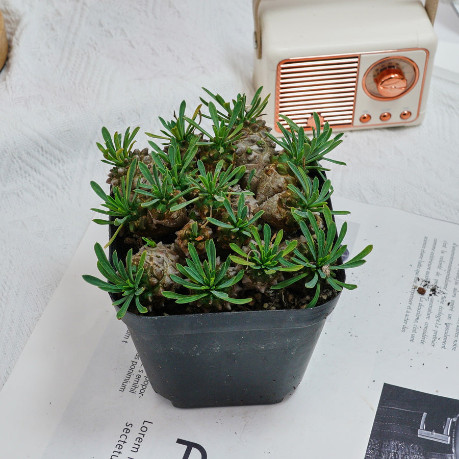 5'' Euphorbia Inermis Mill, Rare Live Succulent Plants