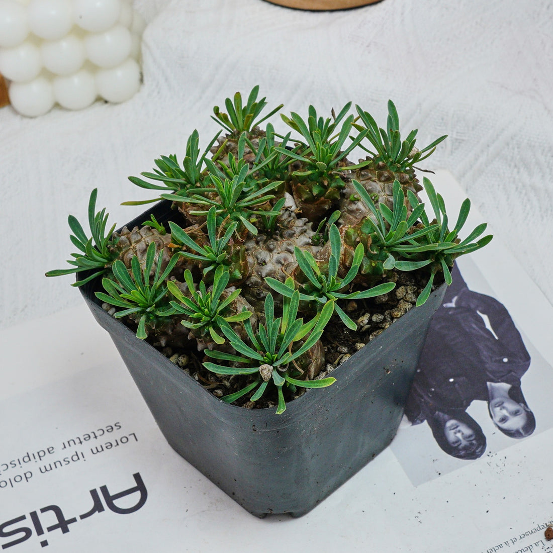 5'' Euphorbia Inermis Mill, Rare Live Succulent Plants