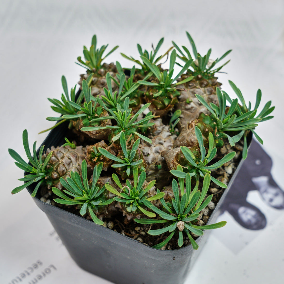 5'' Euphorbia Inermis Mill, Rare Live Succulent Plants