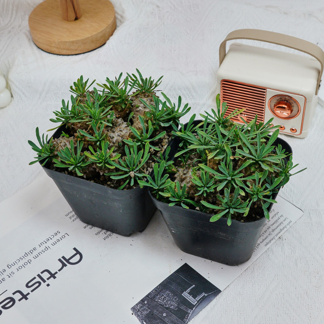 5'' Euphorbia Inermis Mill, Rare Live Succulent Plants