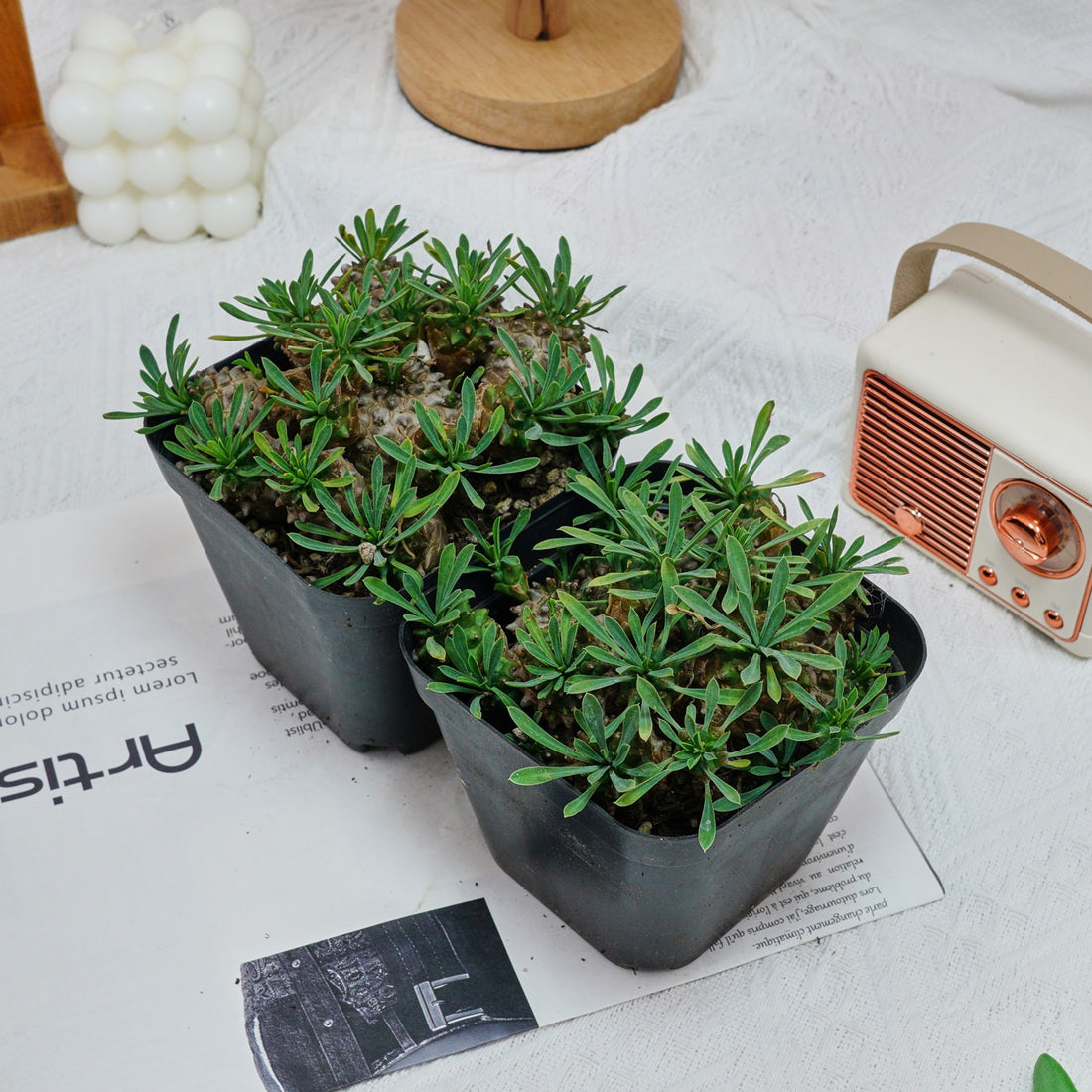 5'' Euphorbia Inermis Mill, Rare Live Succulent Plants