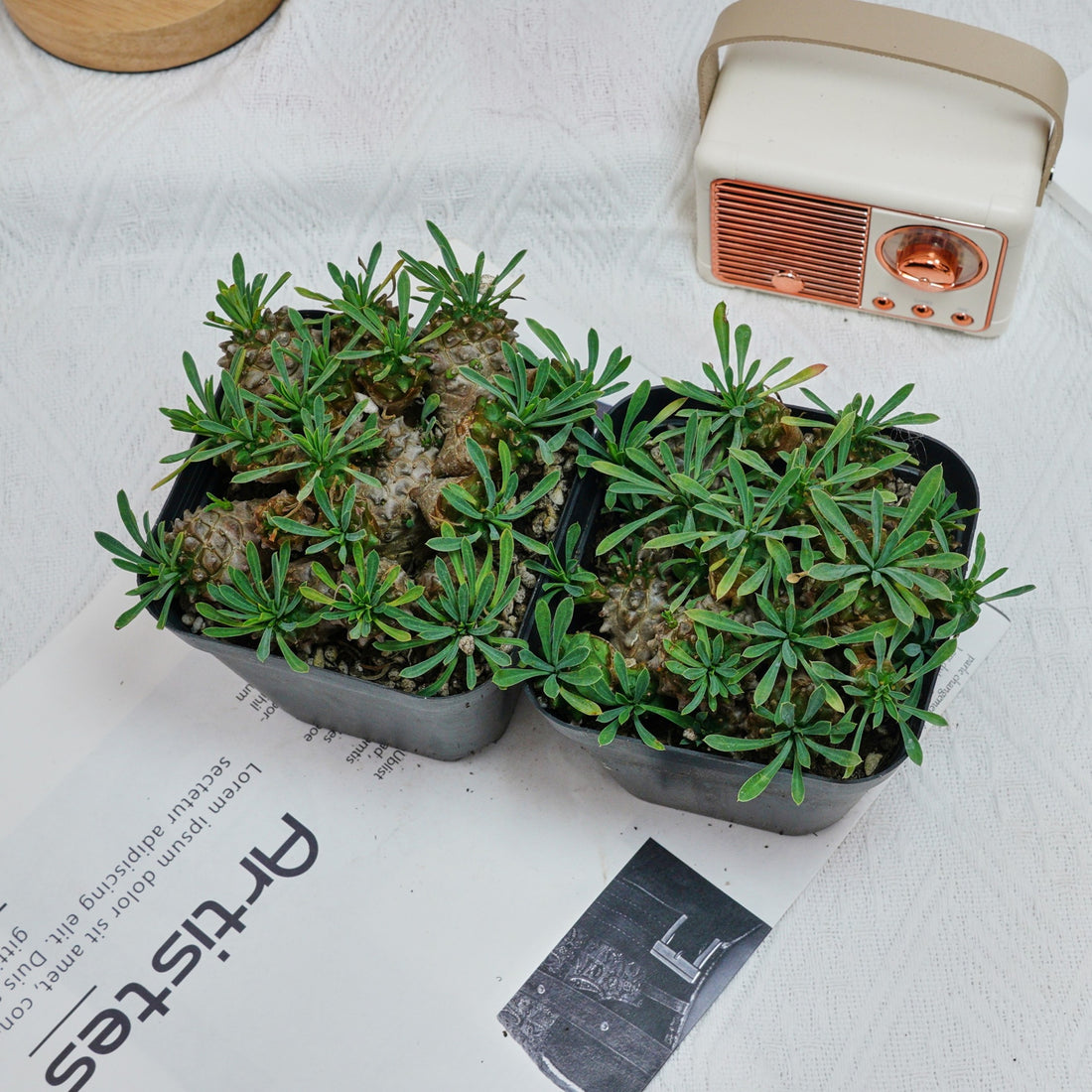 5'' Euphorbia Inermis Mill, Rare Live Succulent Plants