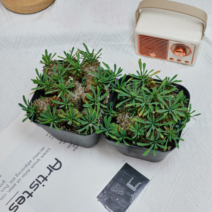 5'' Euphorbia Inermis Mill, Rare Live Succulent Plants