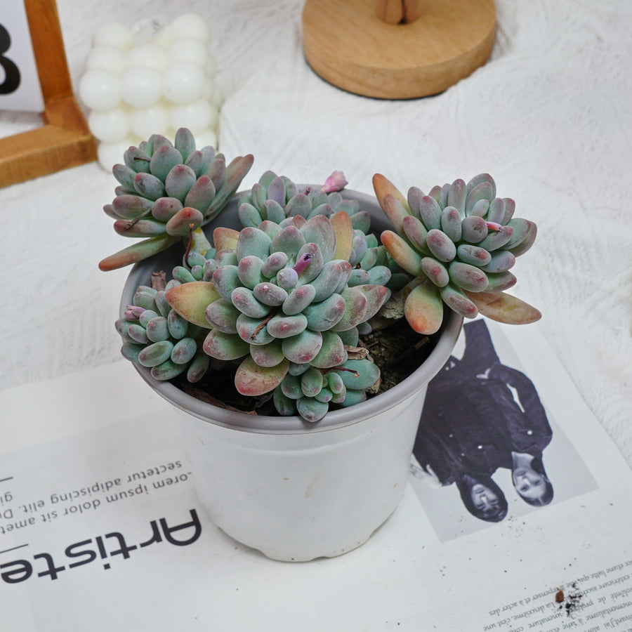 5'' Pachyphytum Apple, Rare Live Succulent Plants