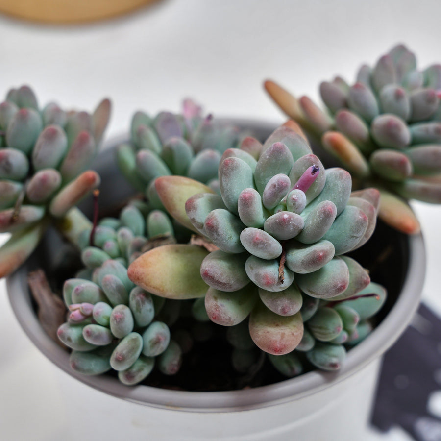 5'' Pachyphytum Apple, Rare Live Succulent Plants