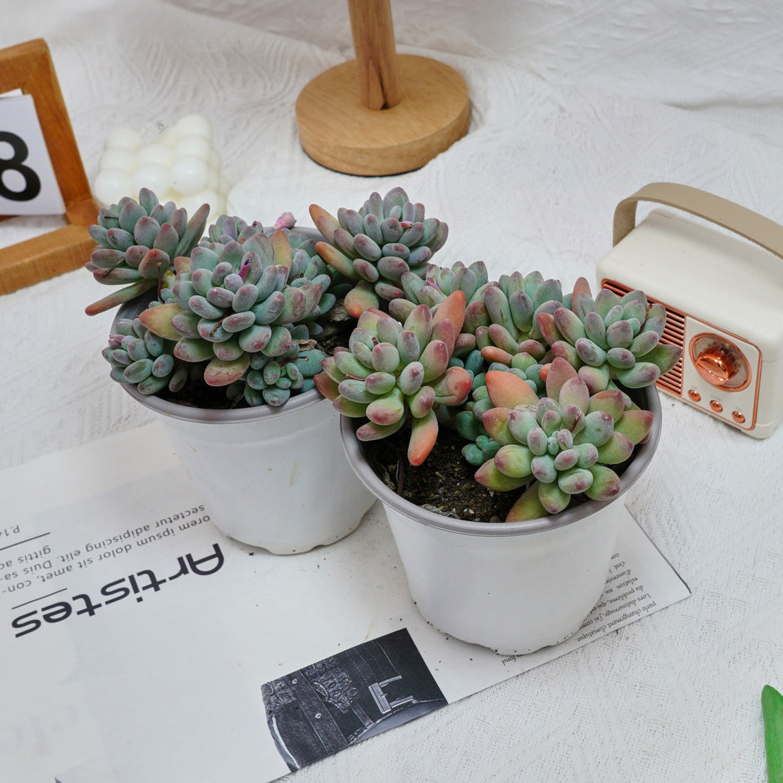 5'' Pachyphytum Apple, Rare Live Succulent Plants