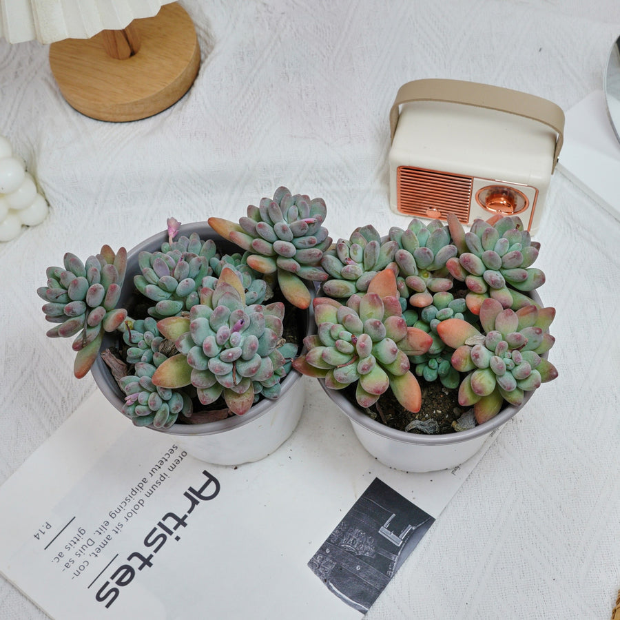 5'' Pachyphytum Apple, Rare Live Succulent Plants