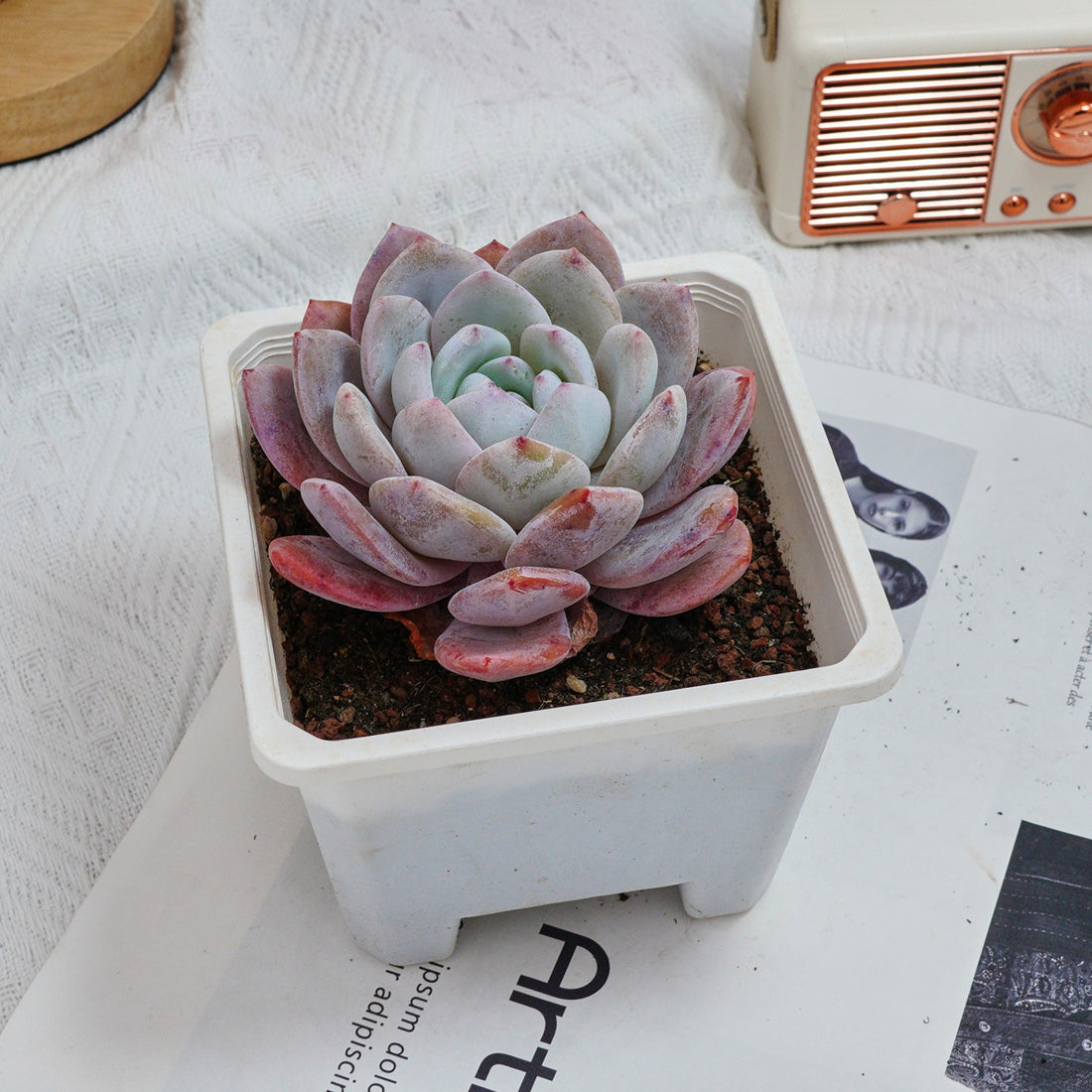 5'' Echeveria Milk Cap, Rare Live Succulent Plants