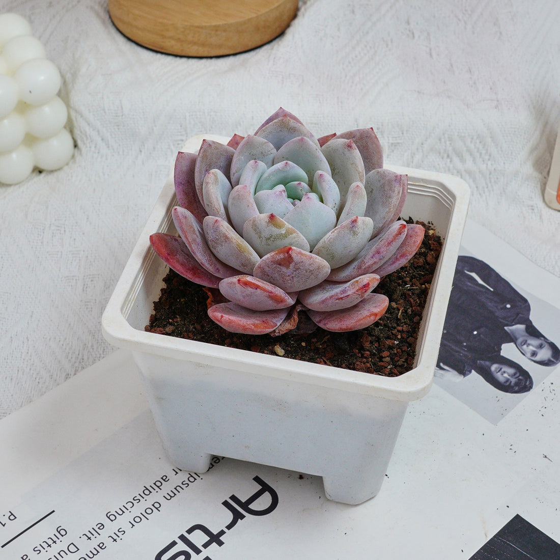 5'' Echeveria Milk Cap, Rare Live Succulent Plants
