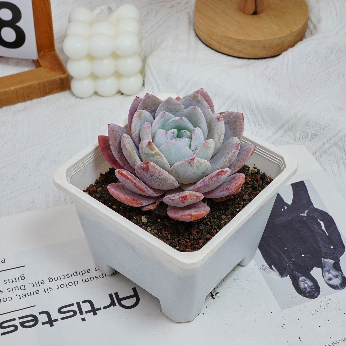 5'' Echeveria Milk Cap, Rare Live Succulent Plants